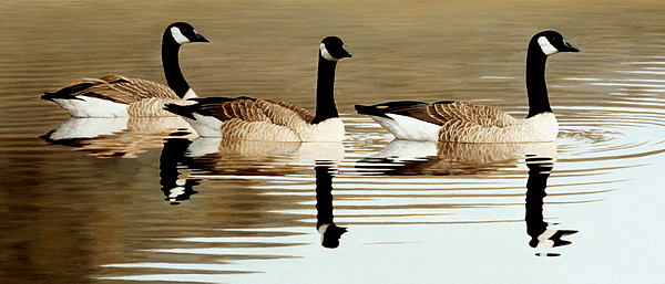 Trio by Peter Eades Trio by Peter Eades