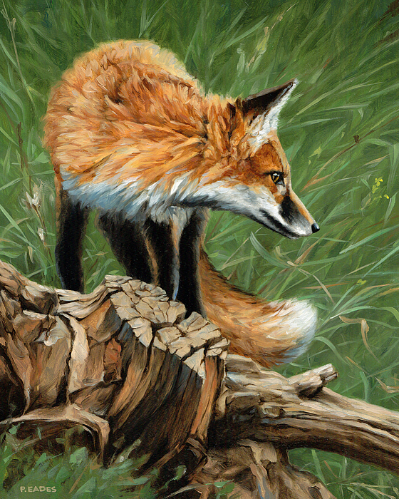 Vixen by Peter Eades Vixen by Peter Eades